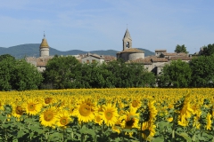 2-Village-tournesols