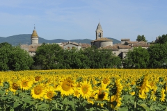 2-Village-tournesols